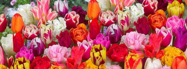 Verschiedene Tulpen im Mix